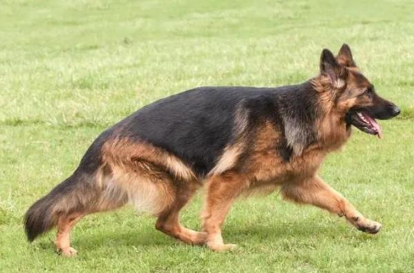 纯种德国黑背犬多少钱一只-图1