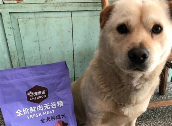 狗狗如何借狗粮吃饭呢-图1