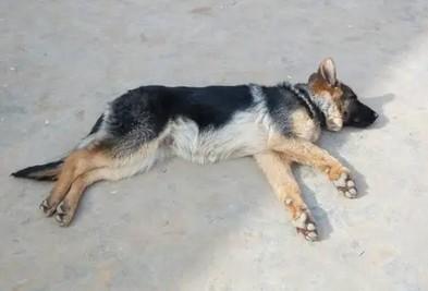 被药死的狗特征-图1