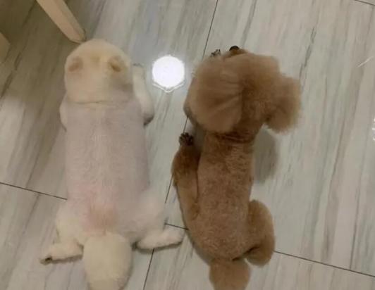 15斤算小型犬吗-图1