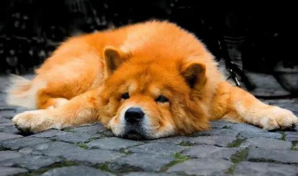 狗狗肠胃炎快死状态行为-图1