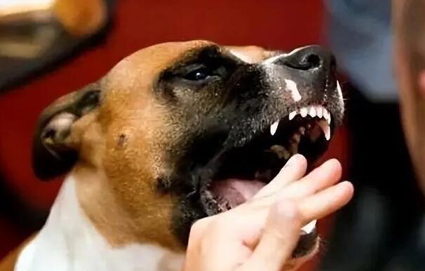 4个月以内的狗不带狂犬病-图1