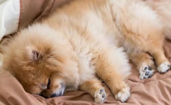 狗狗吐黄水两天就死了