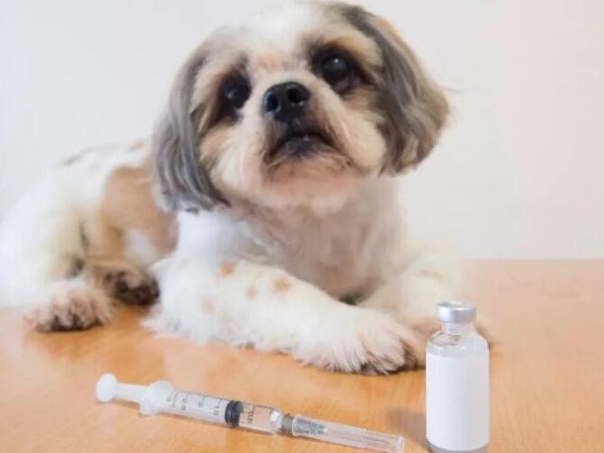 狗狗打了疫苗4天死了