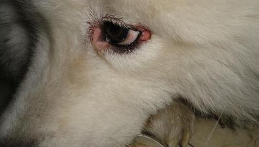 犬瘟热犬眼睛的变化-1