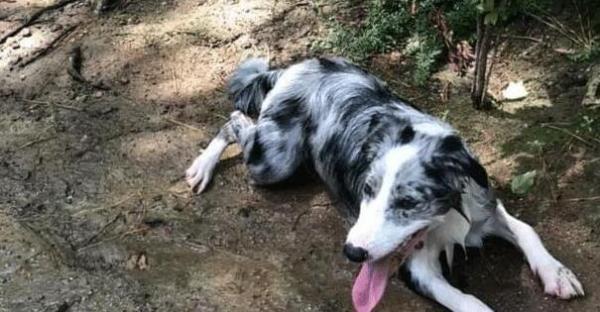 狗狗尿道口有脓性分泌物吃什么药-图1