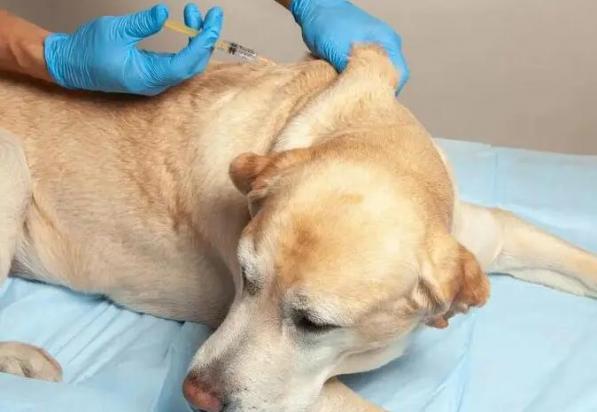 狗狗脑积水最后死亡症状-图1