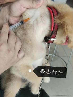 小狗得了犬瘟有救吗