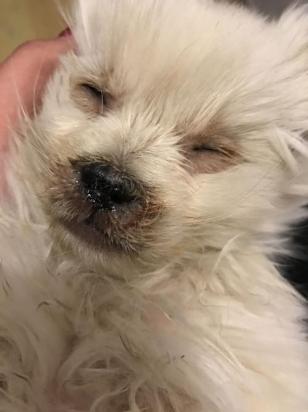 犬瘟治愈率高吗现在-图1