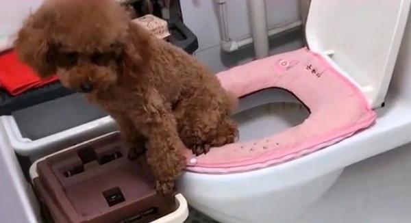 如何教狗狗上马桶教程-图1
