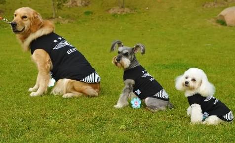 中型犬的标准尺寸-图1