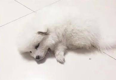 星期狗死前的征兆-图1