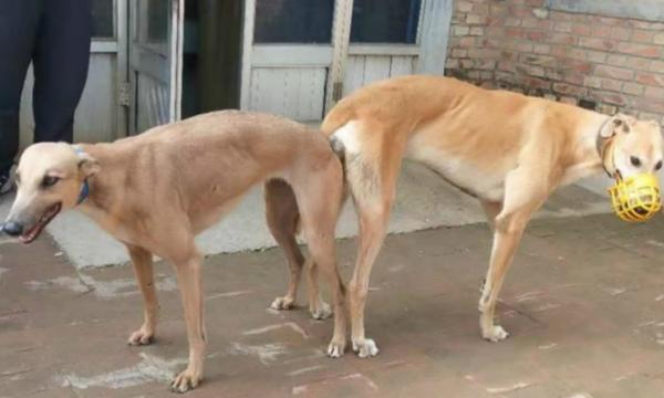 新种公犬不会配怎么办