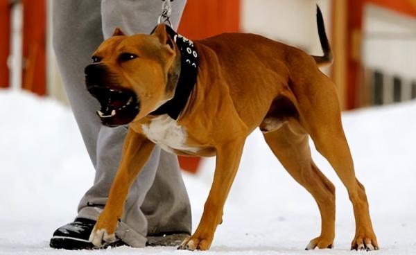 最新上海禁养犬名单