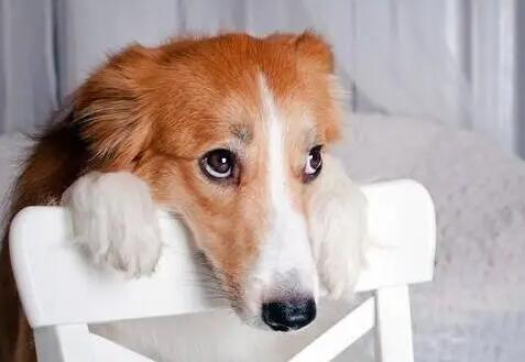 狗狗莫名其妙低吼呜呜-图1