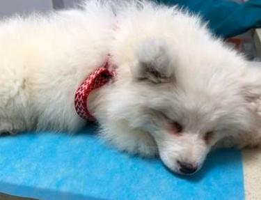 犬瘟热死亡原因-1