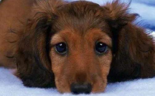 狗狗得了犬瘟怎么治疗-图1