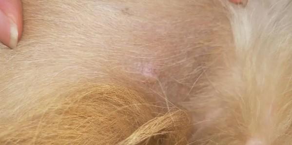 狗狗左边肋骨下有一块硬硬的-图1