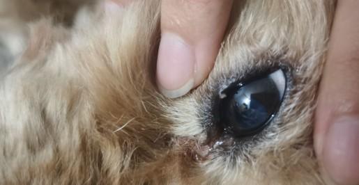 狗狗眼睛长个像麦粒肿的东西-图1