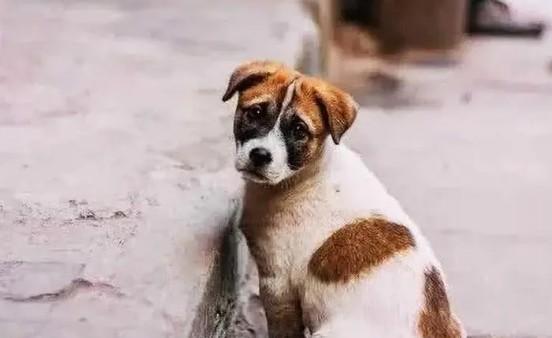 把狗扔了会不会不好-图1