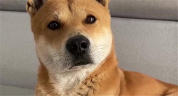 黄狗白脸是旺家犬吗-图1
