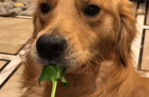 狗可以吃菠菜叶吗-图1