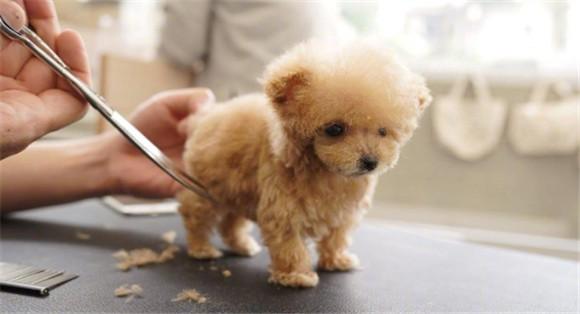 迷你金贵犬是否具有较高的价值？-图1