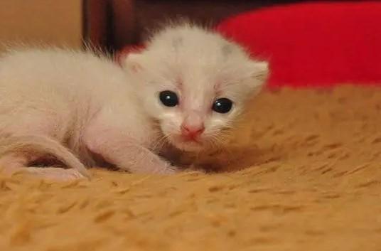 小猫20天可吃的食物有哪些？-图1