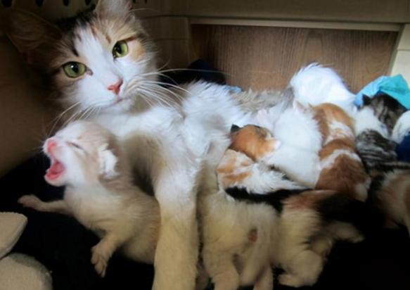 如何喂养1个月大的小猫-图1