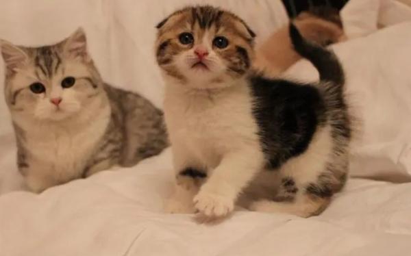 推荐16岁养猫吗？-图1