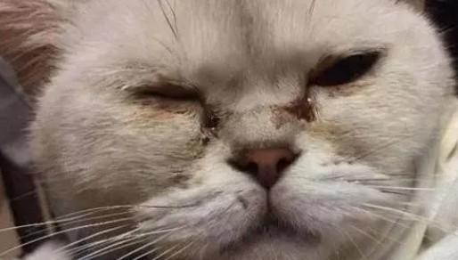 小猫眼睛分泌物过多黏连-图1
