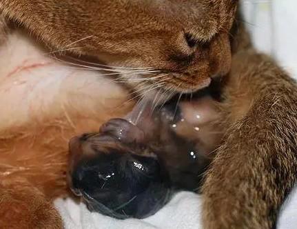猫羊水破了只舔不生-图1