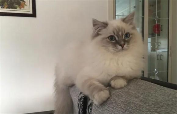 布偶猫成年后的外观