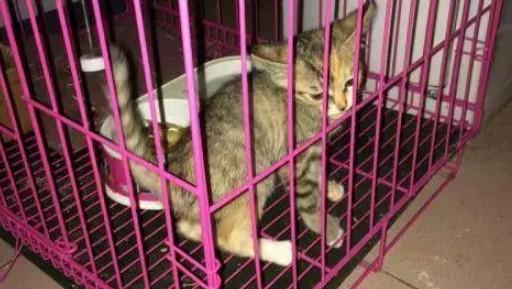 10块钱一只小猫-图1