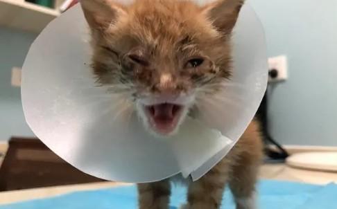 FPV两条杠不一定意味着猫咪感染了猫瘟吗？-图1