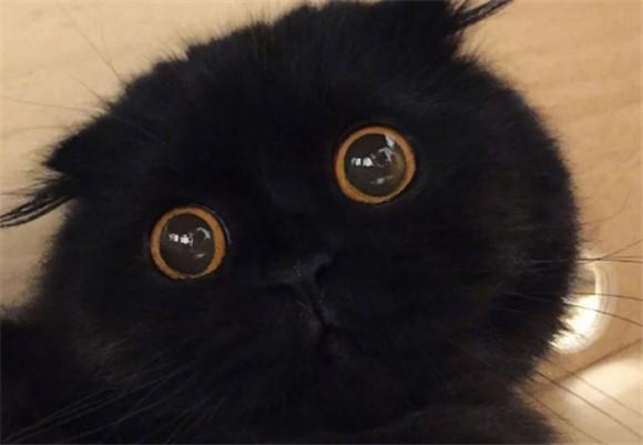 小黑猫什么品种最好-图1