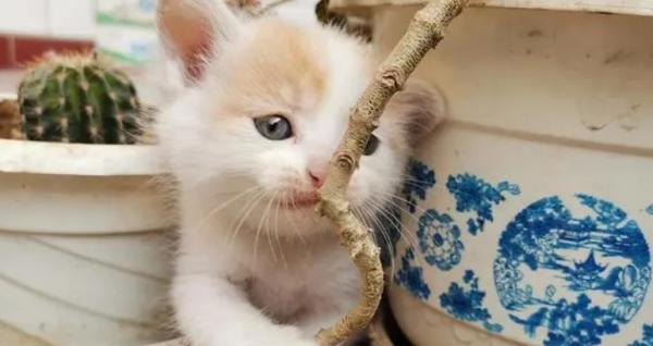 21天小猫崽会吃食吗-图1
