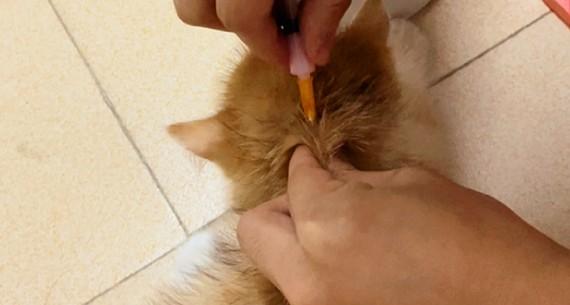 猫一定要打疫苗吗