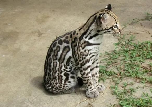 八种最危险的猫-图1