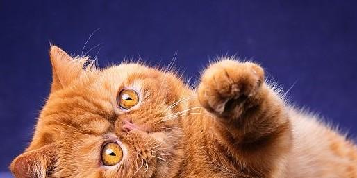 猫眼瞳孔变化代表的心情-图1
