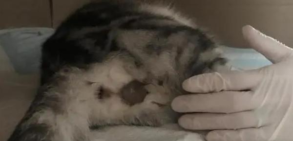 猫羊水破了最晚不能超过几个小时-图1