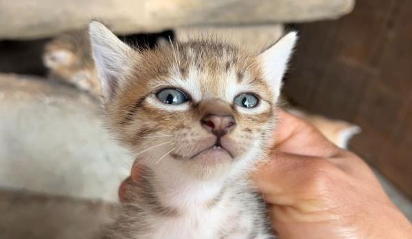 2个月小猫抓破皮要紧吗-图1