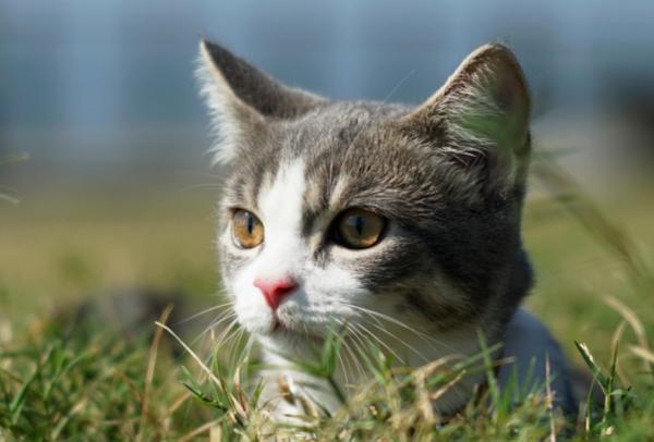 猫要拉屎的前兆-图1