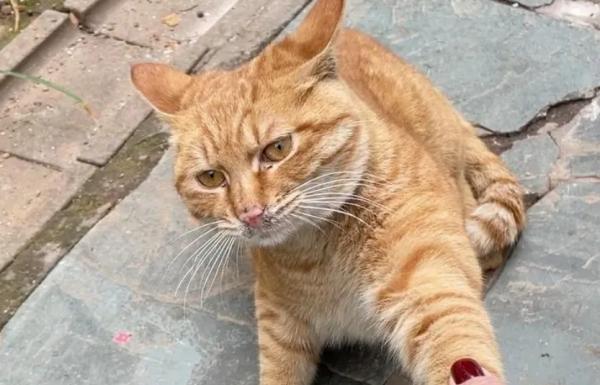 猫想跟我回家征兆-图1