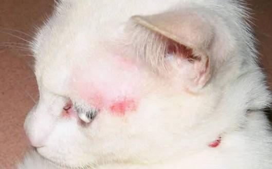 猫藓开始脱皮是要好了吗-图1