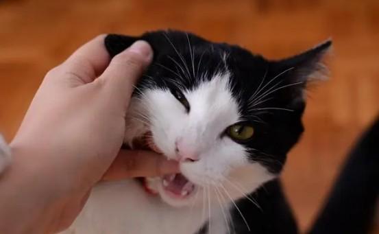 猫咬人打它还越咬越凶