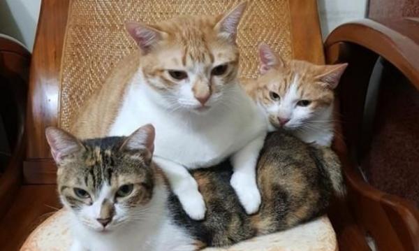 猫养3只吉利-图1
