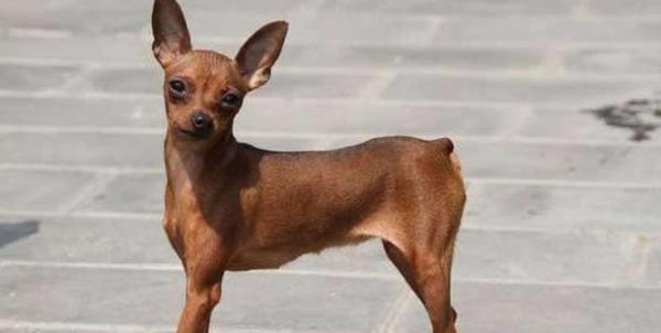小型犬不掉毛无体味的狗排名-图1