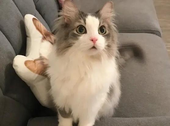 猫养两只还是一只科学-图1