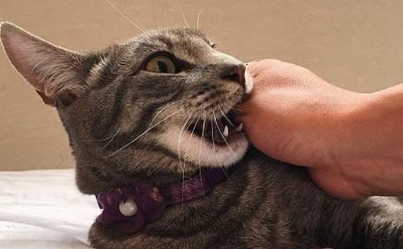 猫咬伤狂犬病几率-图1